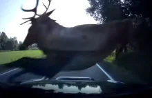 Wilki przyczyniają się do zmniejszania liczby wypadków drogowych z...