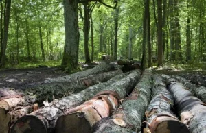 Ekolodzy na drodze cywilnej wstrzymali cięcia w Puszczy Białowieskiej