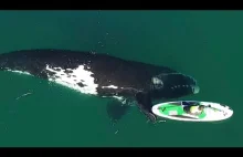 Wieloryb delikatnie odpycha surfera