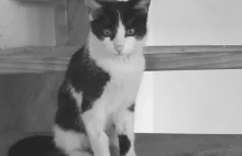Rurek - kot bohater z Rzeszowa nie żyje! [ZDJĘCIA