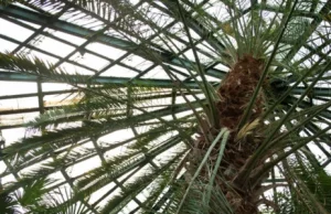 To koniec. Trwa wycinka 180-letniego daktylowca z palmiarni w Oliwie