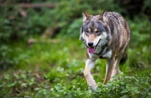 Wilk zastrzelony podczas polowania w okolicach Świdwina. Policja bada...