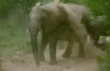 Horror na safari. Słoń zaatakował turystów [WIDEO]