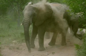 Horror na safari. Słoń zaatakował turystów [WIDEO]