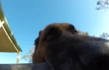 Pies kradnie kamerę