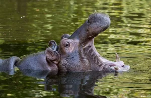 U dwóch hipopotamów w holenderskim ZOO stwierdzono COVID