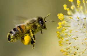 Dziwna reakcja pszczół na światło UV