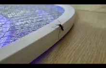 Ekstremalny wybór komara