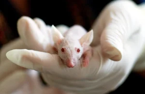 Wybór płci u myszy stał się banalnie prosty. Naukowcy odkryli sposób
