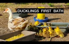 First Bath for Cute Muscovy Ducklings