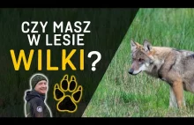 Wilki sprawdź czy masz je w okolicy Napisy / - o Lesie #46