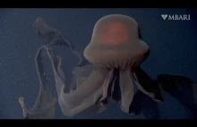 Gigantyczna meduza fantomowa