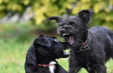 Walki psów – ruszyła kampania zapobiegająca nielegalnemu procederowi