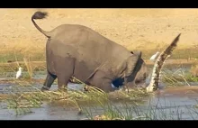 ELEPHANT KILLS CROCODILE