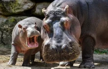 Hipopotamy Escobara czeka kastracja