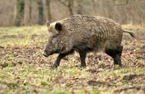 Postrzelony dzik zaatakował trzech myśliwych. Jedna osoba ciężko ranna