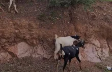 W Rwandzie mają kozy ninja ( ͡° ͜ʖ ͡°)