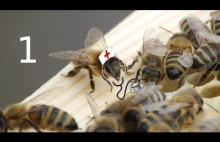 Jak dzikie pszczoły miodne leczą się z chorób? - cz. 1 Mechanizmy ofensywne