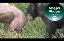 Hairless Chimp Jambo Gets Bitten In The Butt