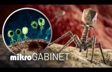 Bakteriofagi, czyli zjadacze bakterii | mikroGABINET