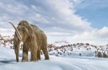 Przebadano próbkę DNA mamuta włochatego. Żyły jeszcze 5000 lat temu.