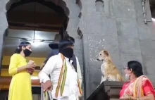 Pies udzielający błogosławieństwa poza świątynią