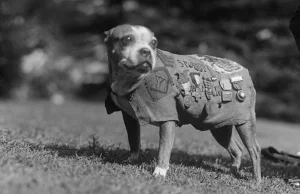 Pies, który został żołnierzem. Sierżant Stubby uratował oddział USA