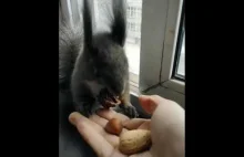 Mała wiewiórka wymienia się na orzechy