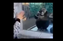 Głupia małpa robi sztuczki