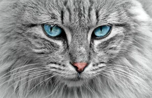Ludzie są genetycznie podobni do kotów w 90%