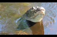 jaki dźwięk wydaje krokodyl ?
