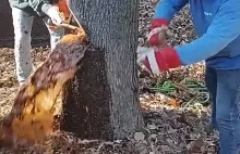 Pracownicy znaleźli nieprzyjemną niespodziankę w pniu drzewa