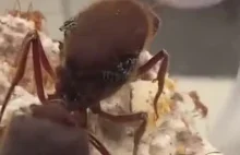 Jak wielka jest królowa mrówek