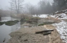 W trzech rzekach Małopolski coraz mniej wody. Na brzegach szczątki zwierząt.