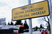 Wścieklizna nadal atakuje na Mazowszu. Kilka przypadków również w Warszawie