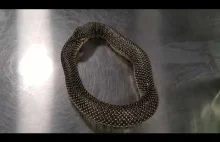 Snake eating itself