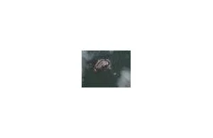 Arka Noego w Google Earth