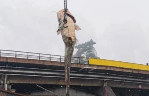 Gigantyczny sum zatkał aylu