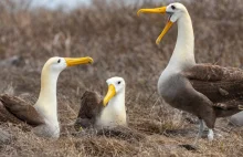 Albatrosy coraz częściej "rozwodzą się". Przez zmiany klimatu.