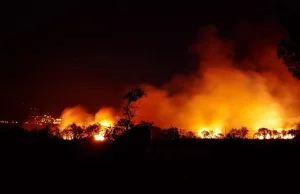 Pożary brazylijskich rozlewisk spowodowały śmierć 17 mln zwierząt