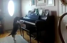 Śpiewający pies!