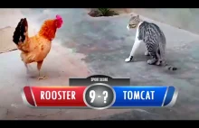 CAT vs Chicken - Fight