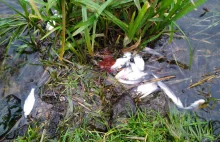 Setki martwych ryb nad Zalewem w Brodach. Jaka była przyczyna? [ZDJĘCIA