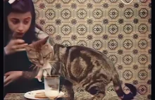Le déjeuner des Minet (1905) jeden z najstarszych filmów niemych z kotem