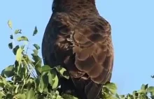 Ptak swobodnie ląduje na głowie orła przedniego