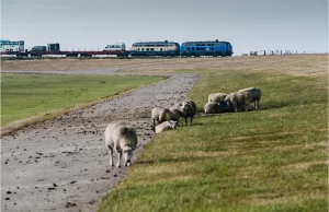 Samochodem na pociągu przez morze. Niezwykła kolej na wyspę Sylt