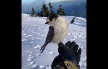 Ptak daje narciarzowi prezent