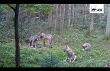 Rodzina wilków z Lasów Daleszyckich