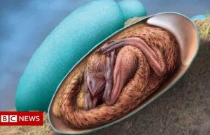 Doskonale zachowany embrion dinozaura znaleziony w Chinach