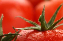 Czy edycja genów uratuje rolnictwo? Pomidory na czele rewolucji